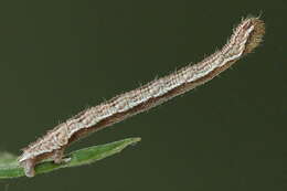 Image of tawny speckled pug