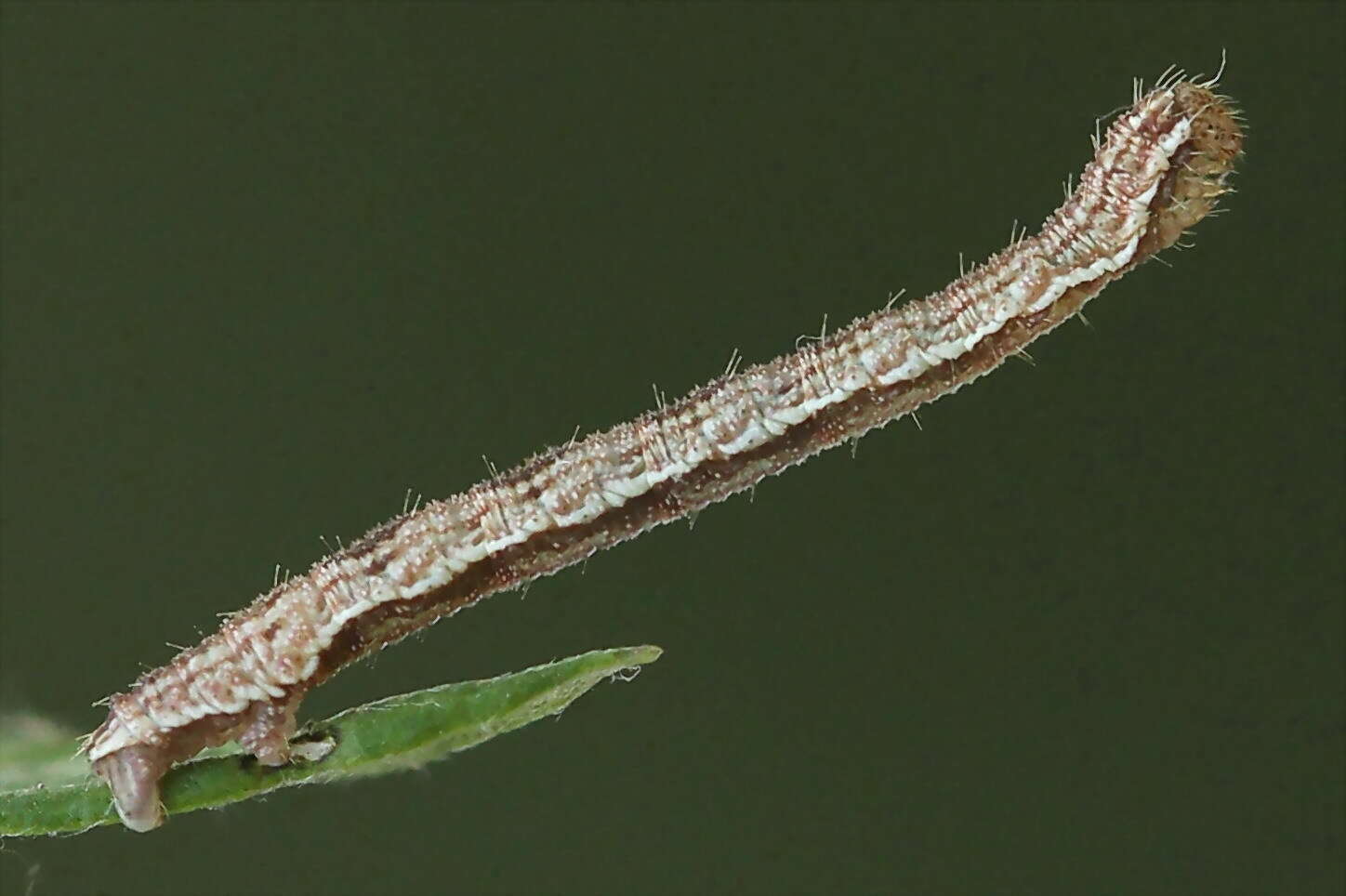 Image of tawny speckled pug