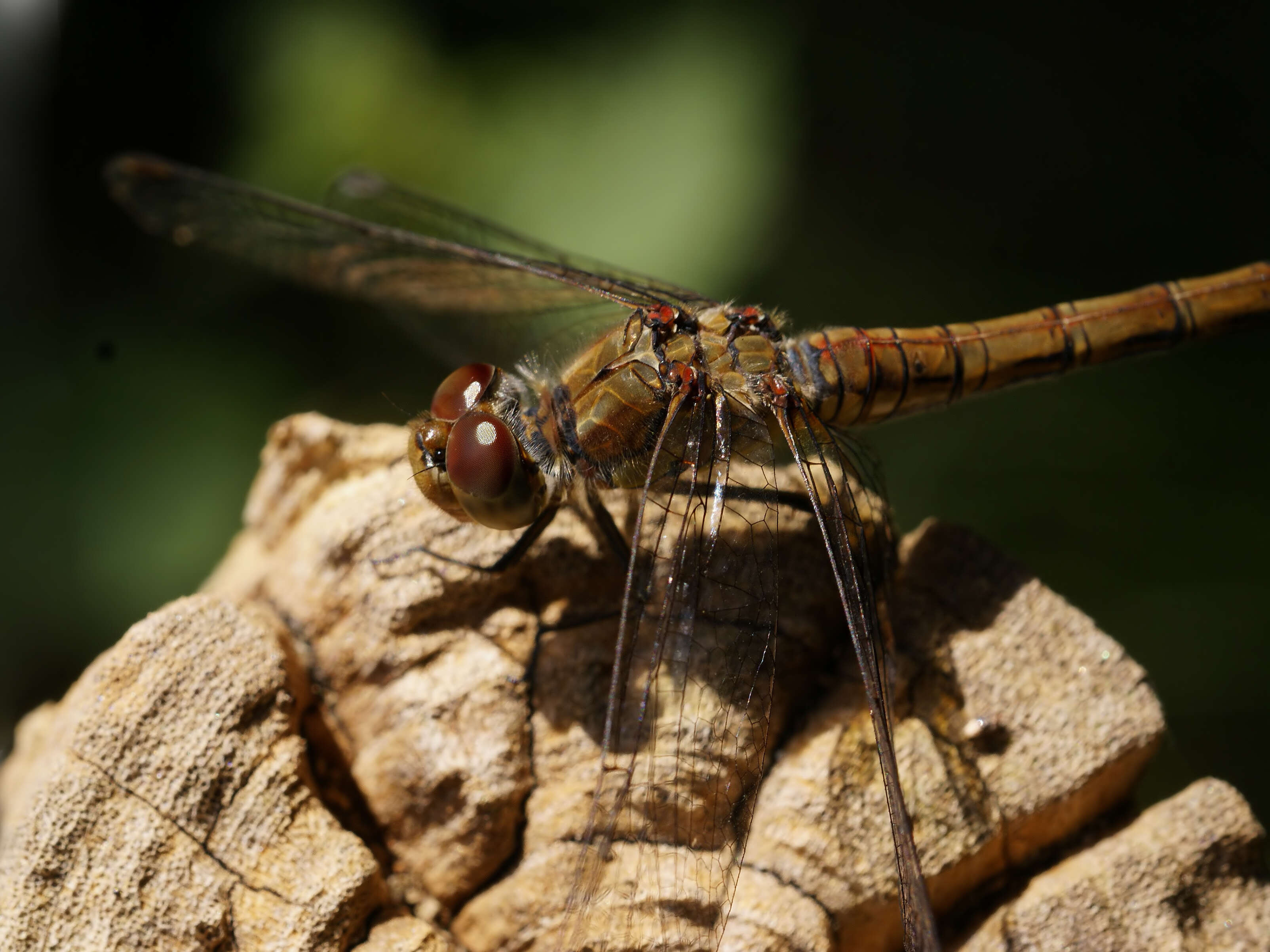 Image of Common Darter