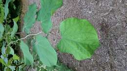 Image of eastern redbud