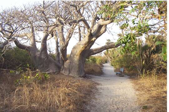 Image of African Baobab