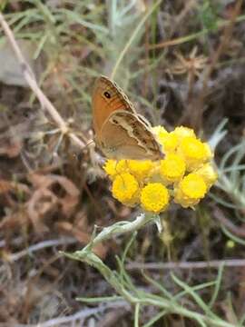 Image of Coenonympha dorus Esper 1782