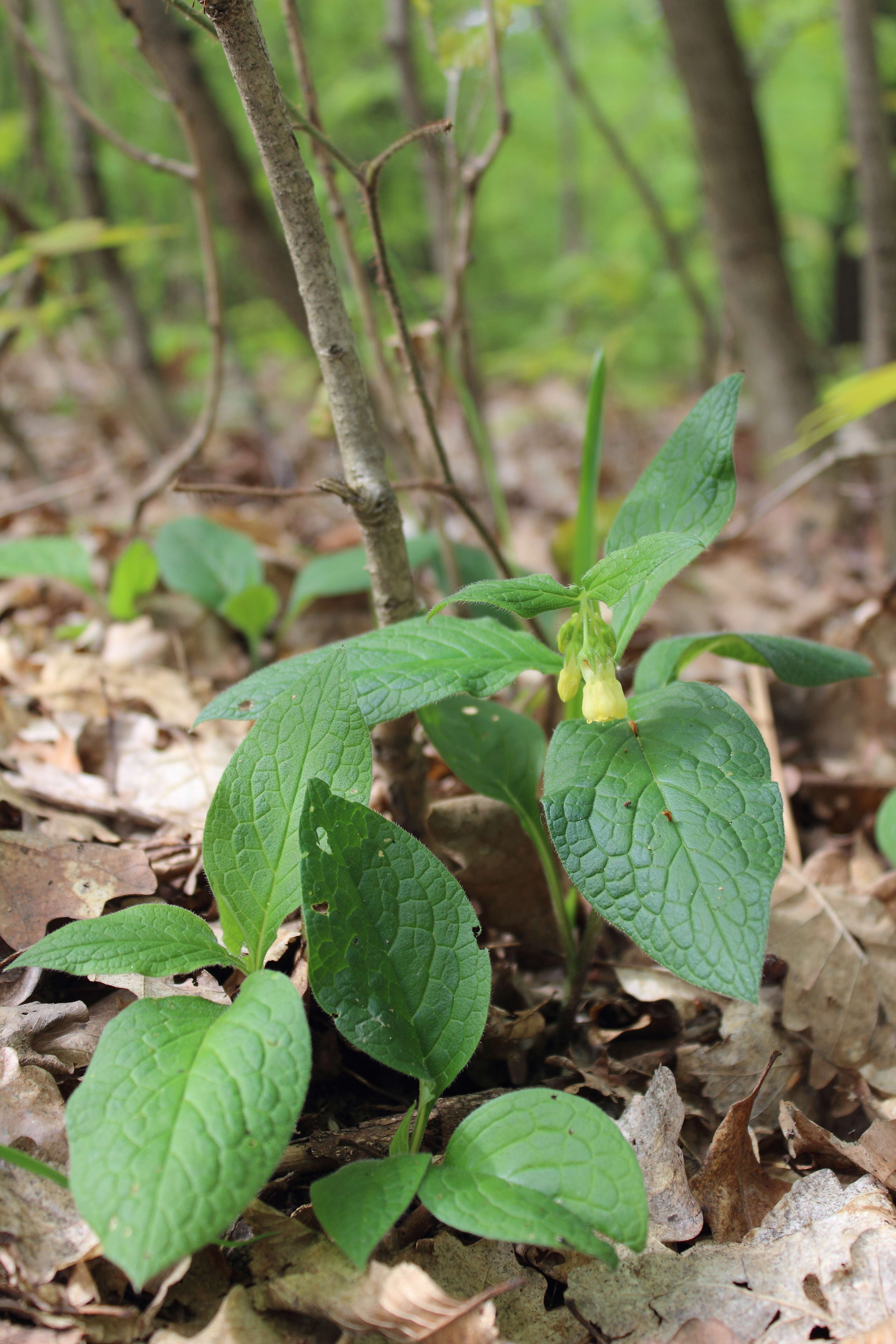 Plancia ëd Symphytum tuberosum L.