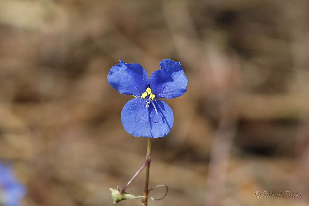 Commelina agrostophylla F. Muell.的圖片