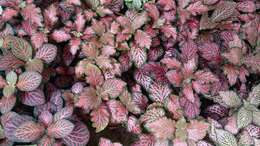 صورة Fittonia albivenis (Lindl. ex Veitch) R. K. Brummitt