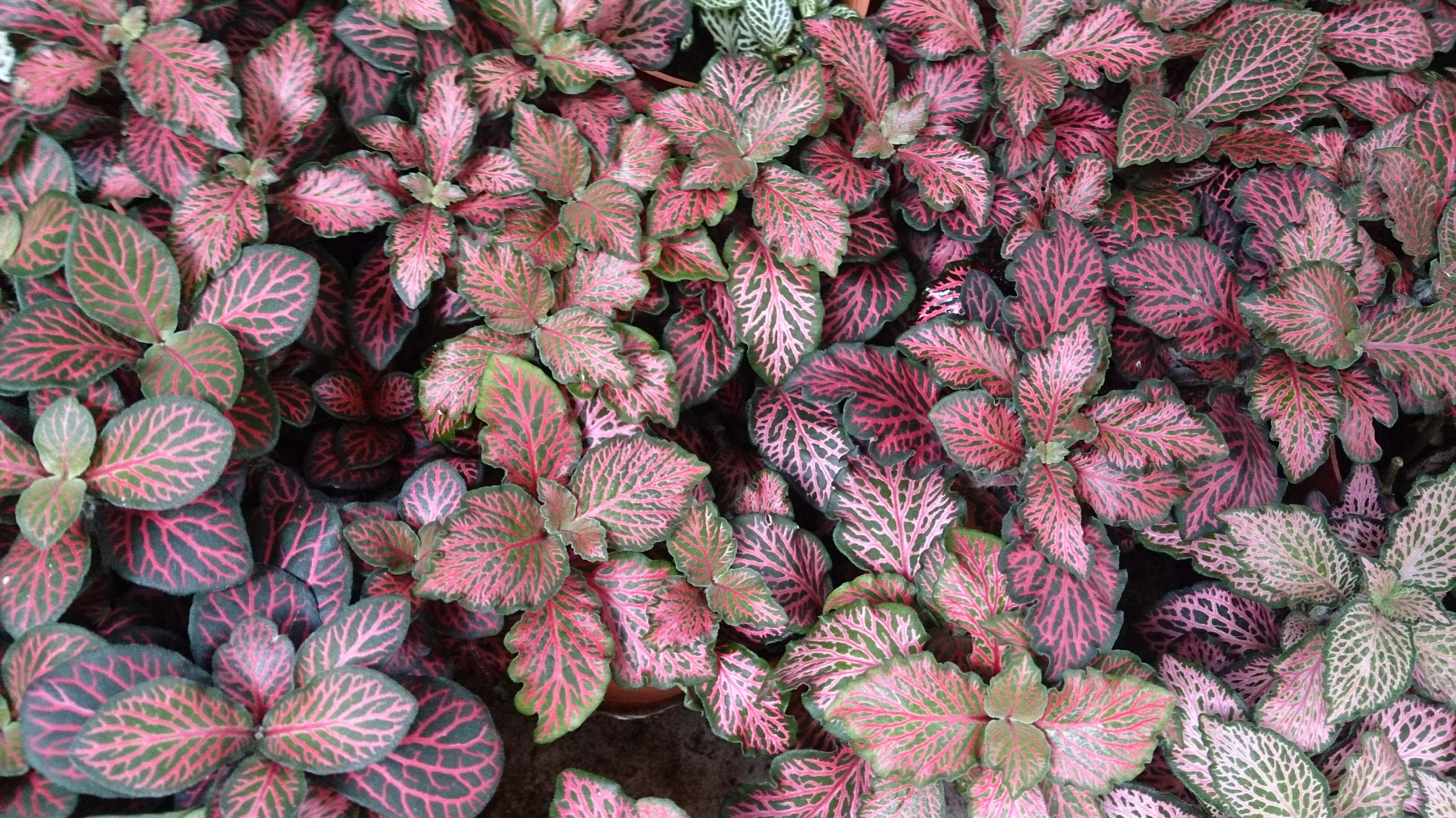 Fittonia albivenis (Lindl. ex Veitch) R. K. Brummitt resmi