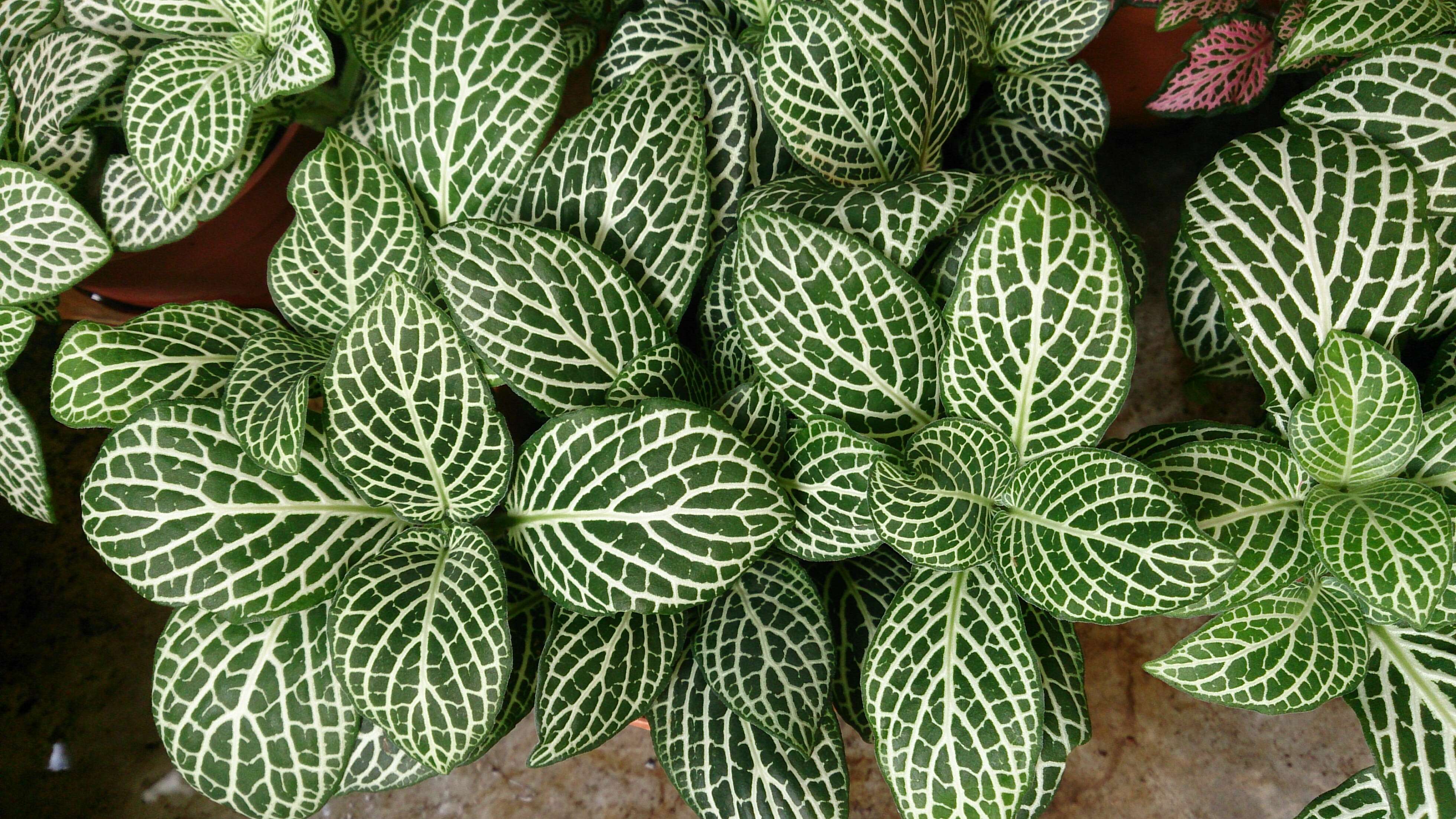 صورة Fittonia albivenis (Lindl. ex Veitch) R. K. Brummitt