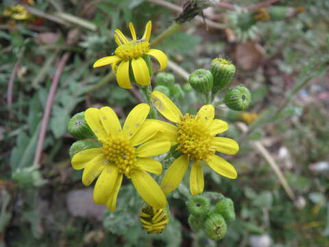 Image of eastern groundsel