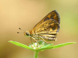 Image of Tamil grass dart