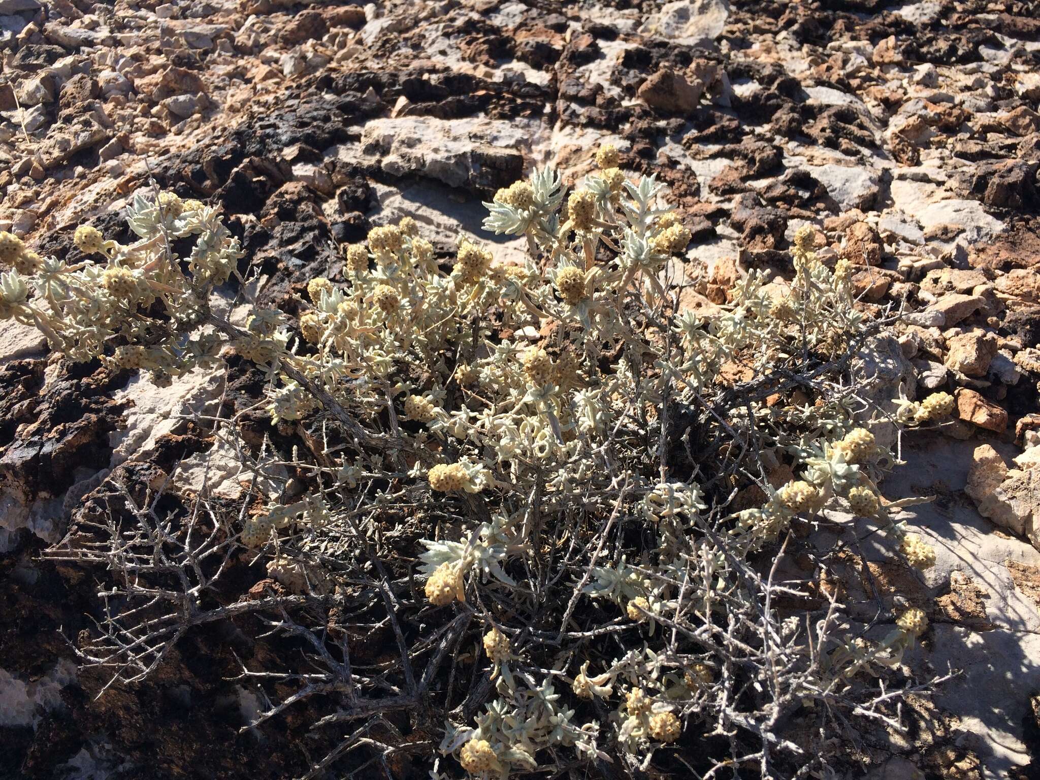 Image of Utah butterflybush