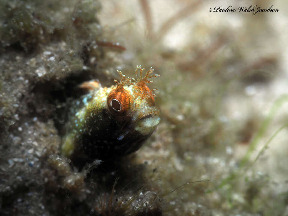 Image of Roughhead Blenny