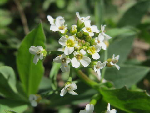 Image of field pennycress