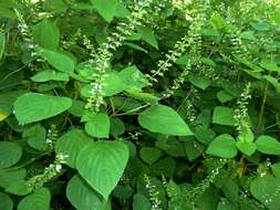 Imagem de Salvia tiliifolia Vahl