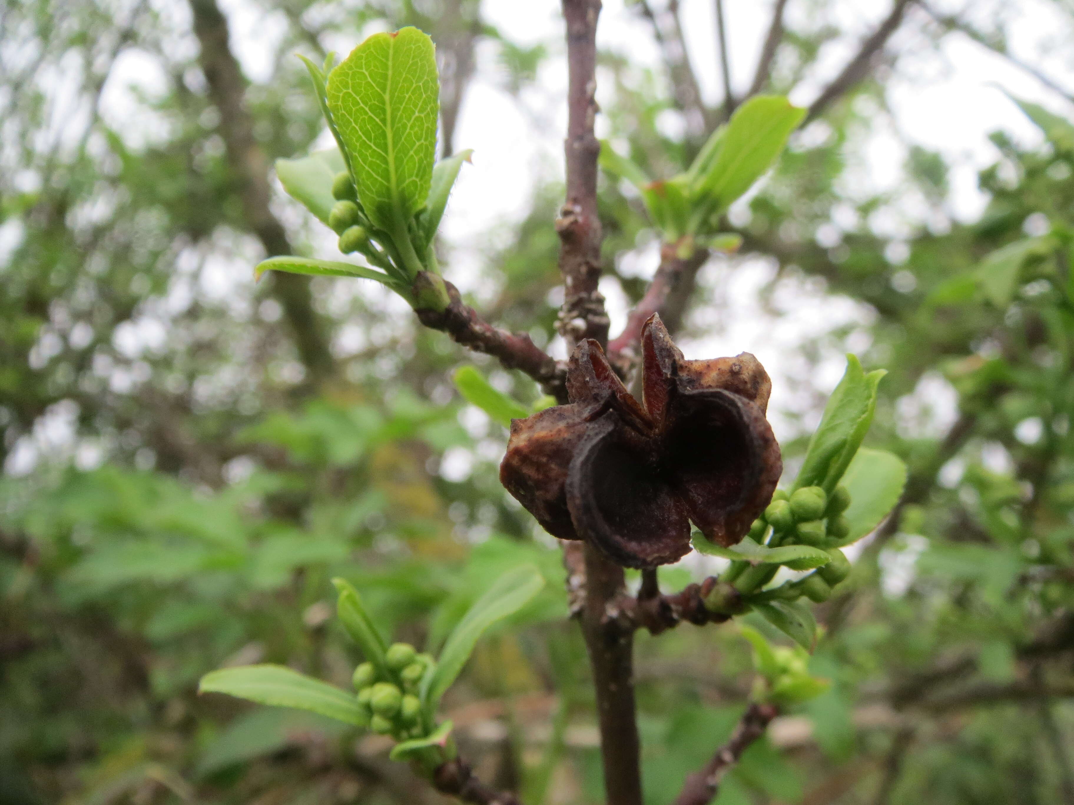 Image of Common spindle tree