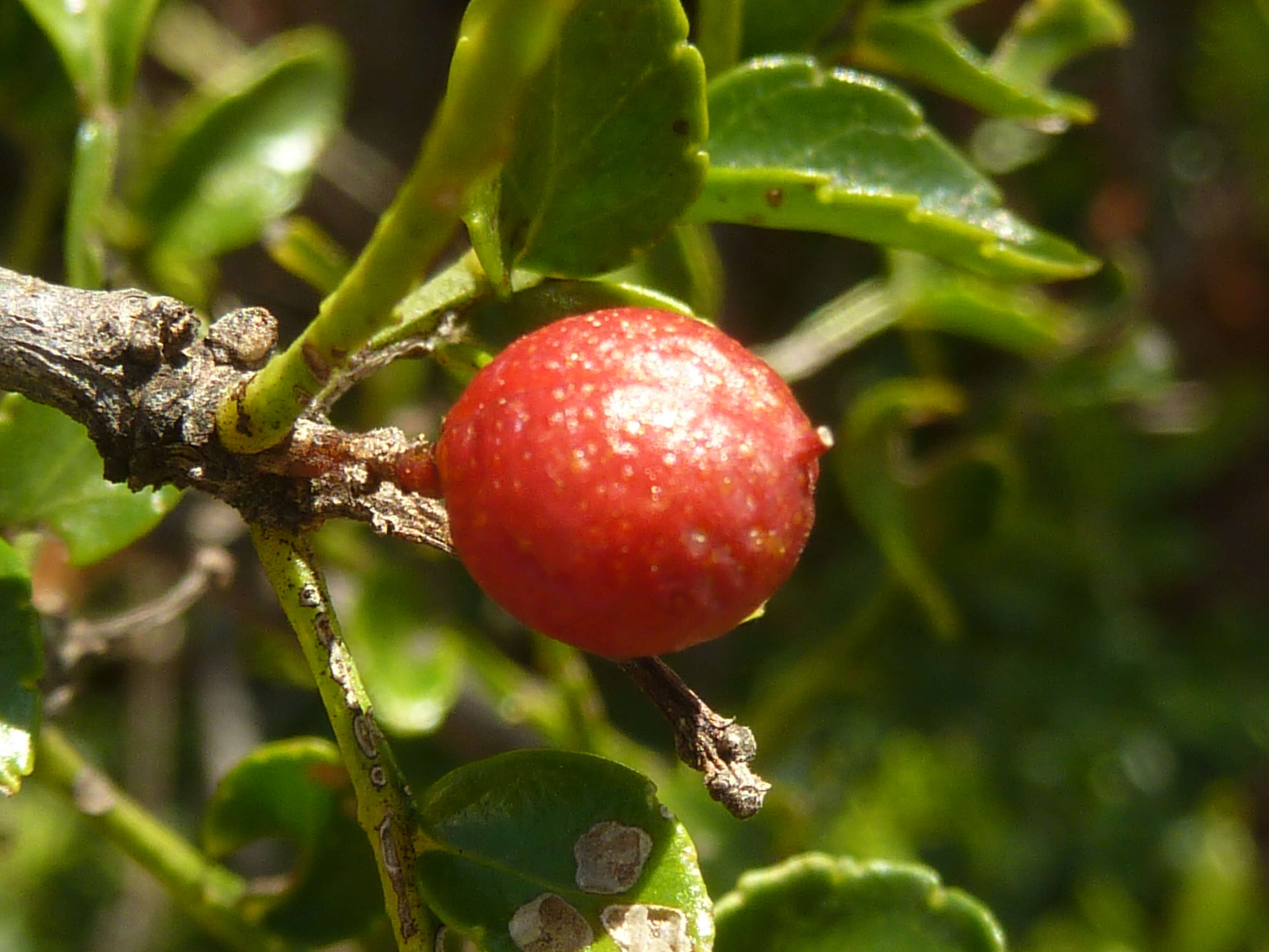 Zanthoxylum capense (Thunb.) Harv. resmi