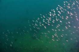 Image of Pearl-spot Chromis