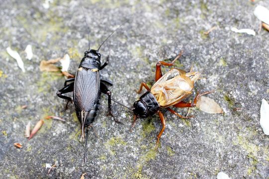 Image of African field cricket
