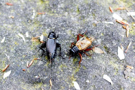 Image of African field cricket