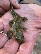 Image of Ambystoma mavortium nebulosum Hallowell 1853