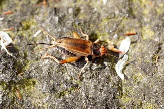 Image of Jamaican Field Cricket