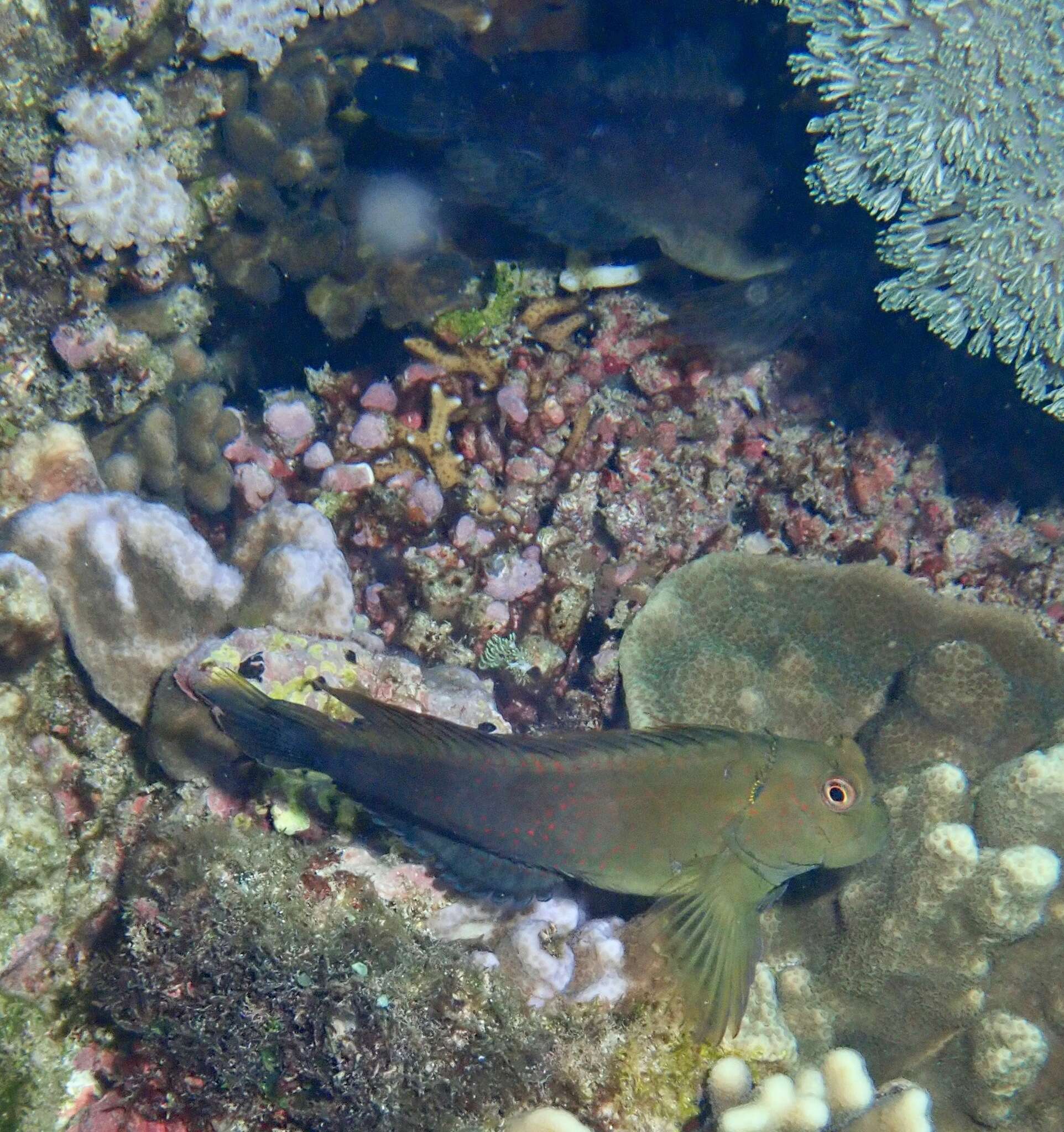 Image of Lady Musgrave blenny