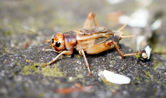 Image of Jamaican Field Cricket