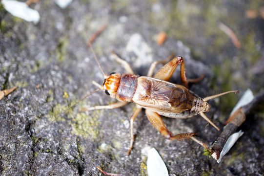 Image of Jamaican Field Cricket