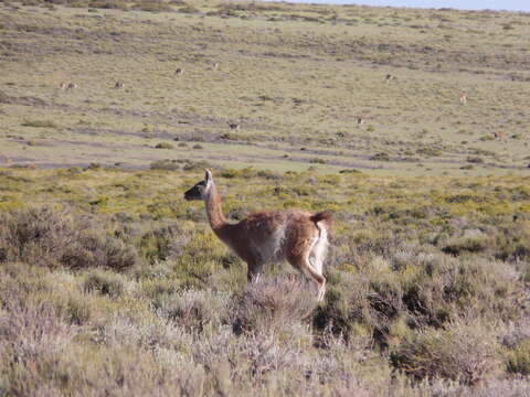 Image de guanaco