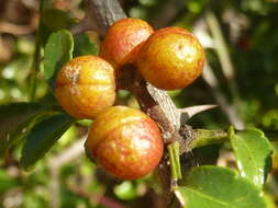 Zanthoxylum capense (Thunb.) Harv. resmi