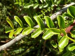 Zanthoxylum capense (Thunb.) Harv. resmi