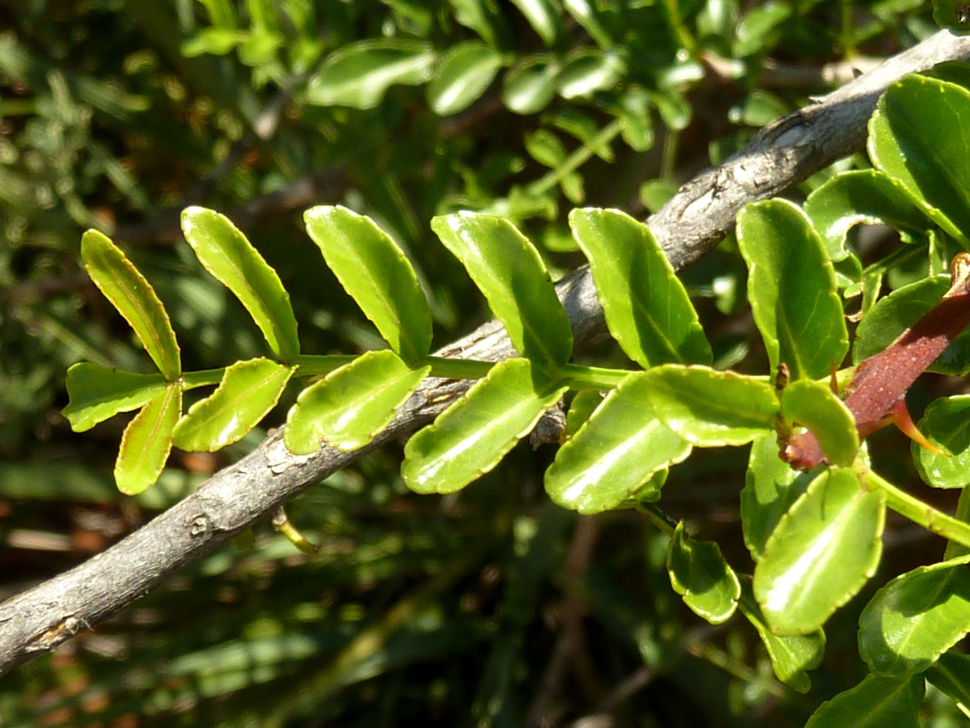 Image of Small knobwood