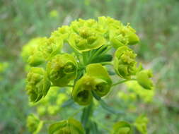 Image of Cypress Spurge