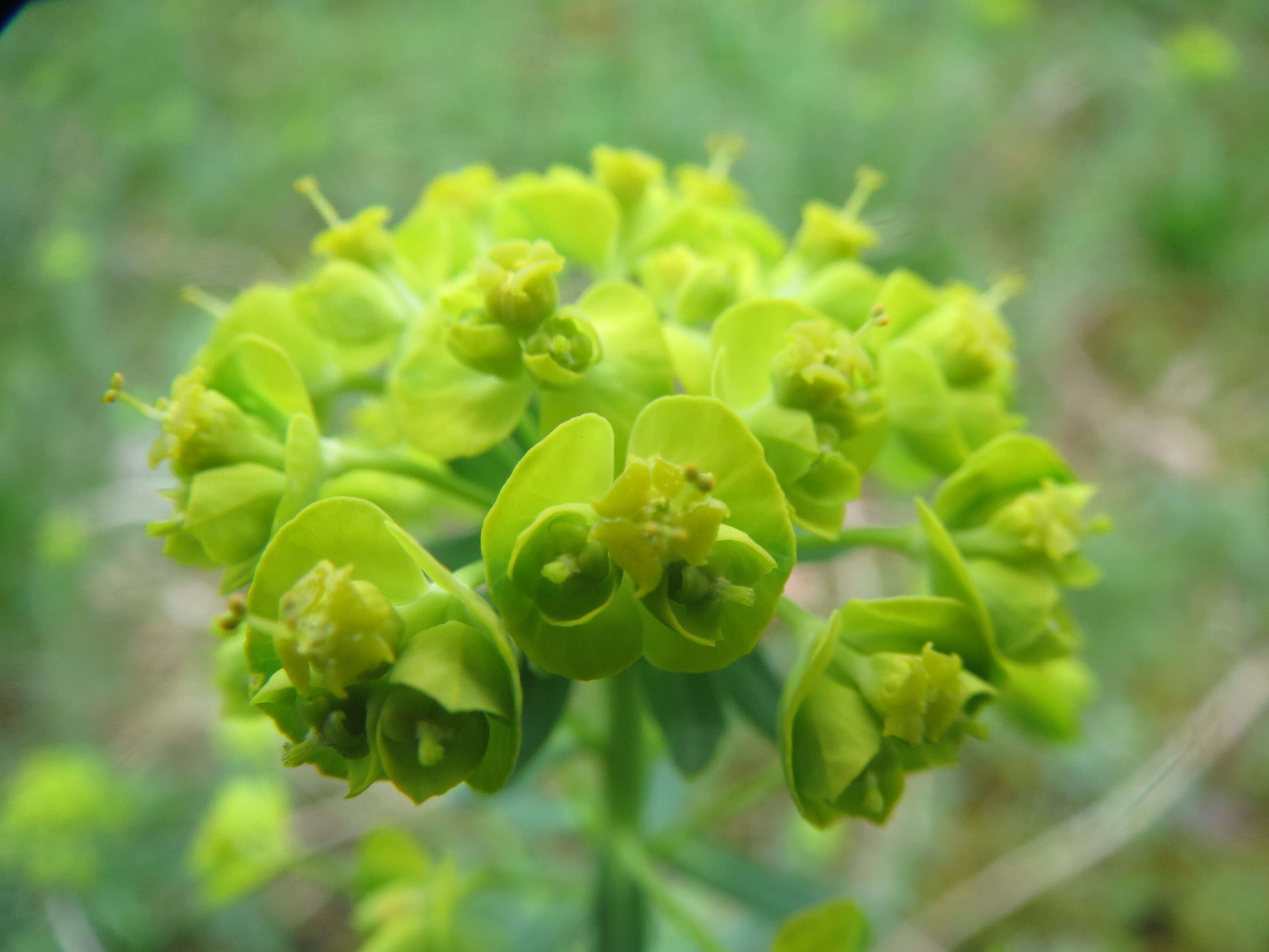 Image of Cypress Spurge