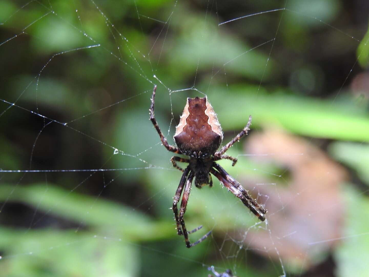 Image of Parawixia hypocrita (O. Pickard-Cambridge 1889)