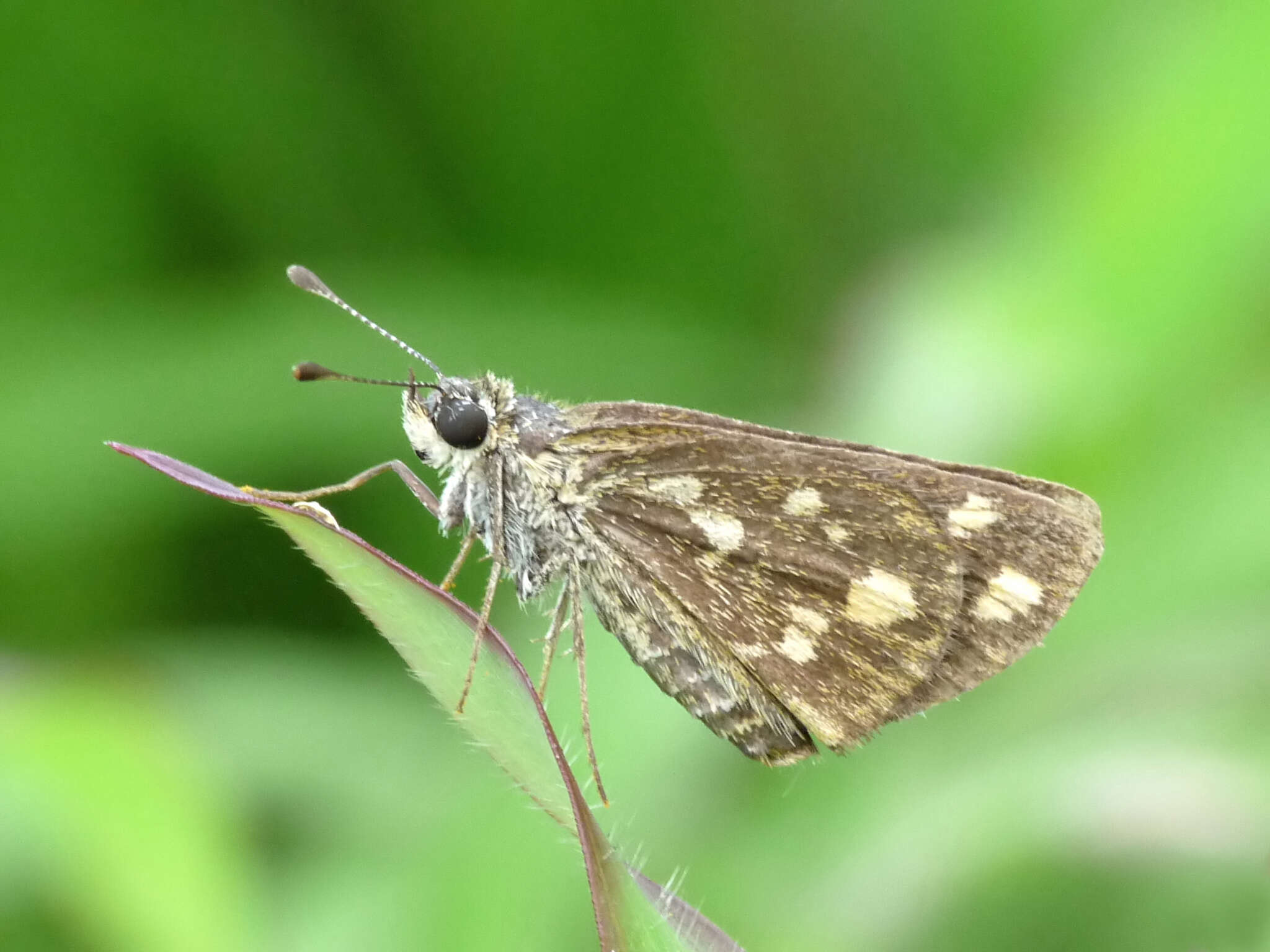 Image of Tamil grass dart