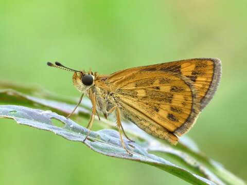 Image of Tamil grass dart