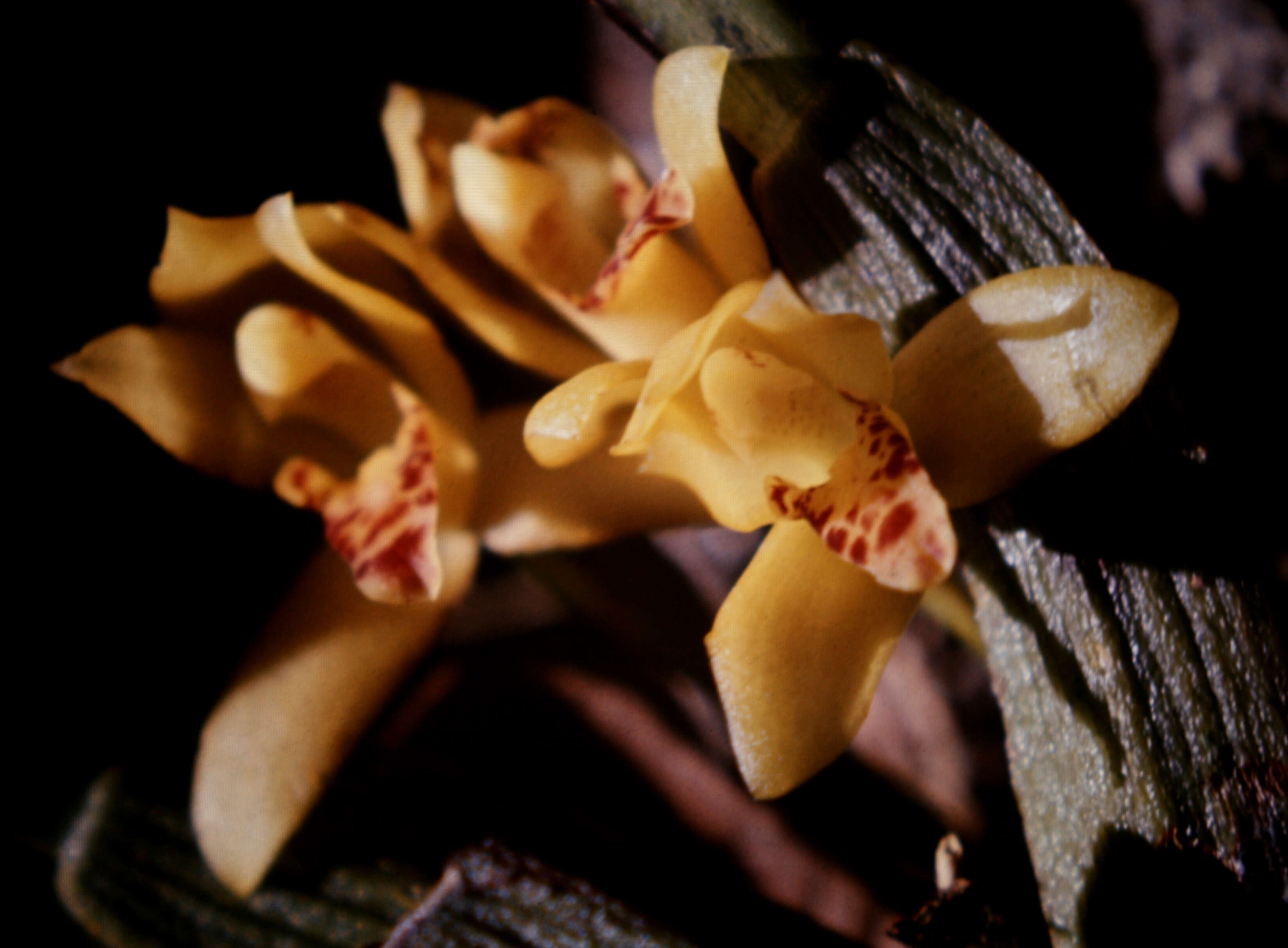 Imagem de Maxillaria rufescens Lindl.