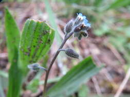 Image of strict forget-me-not