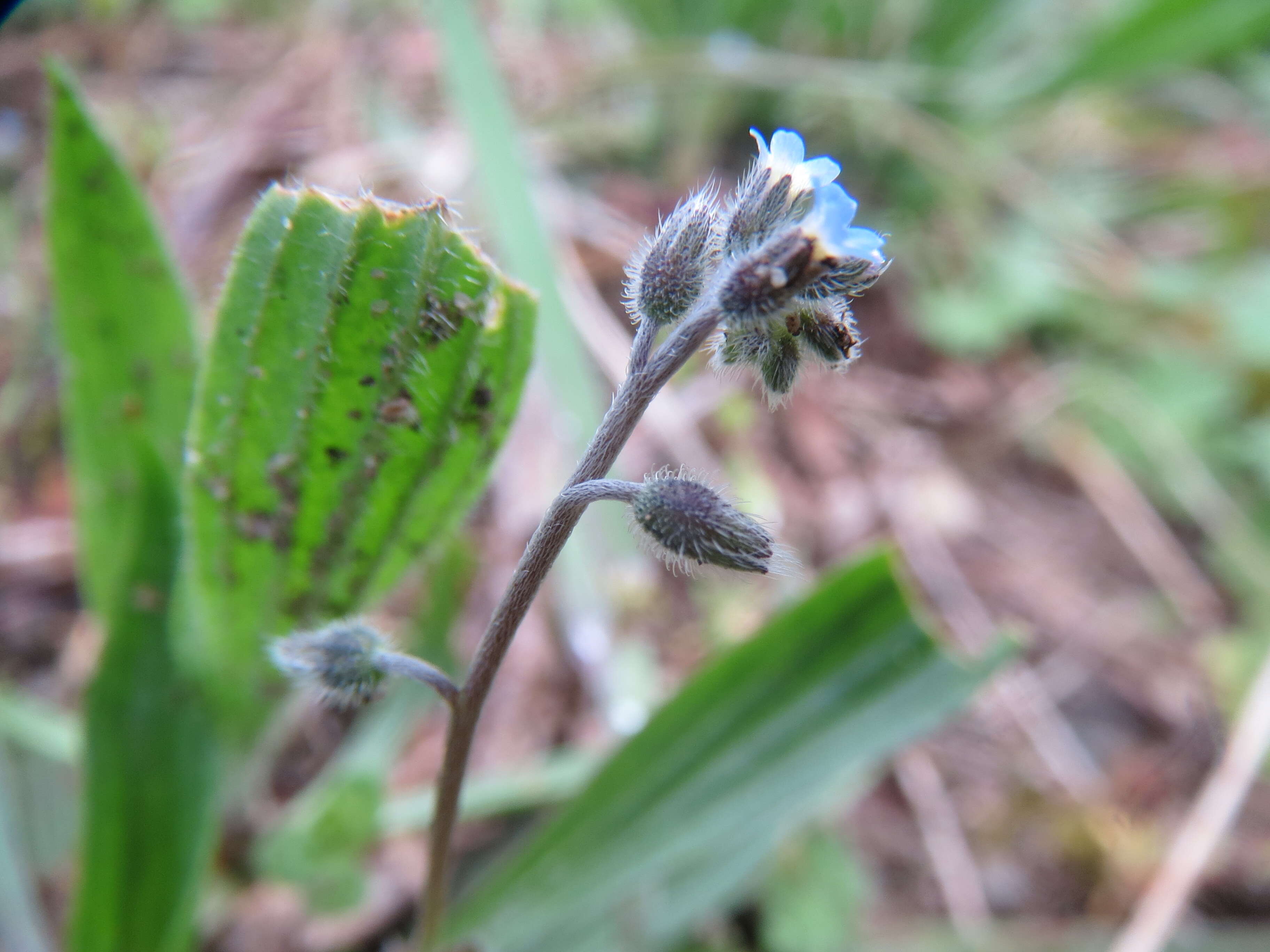 Image of strict forget-me-not