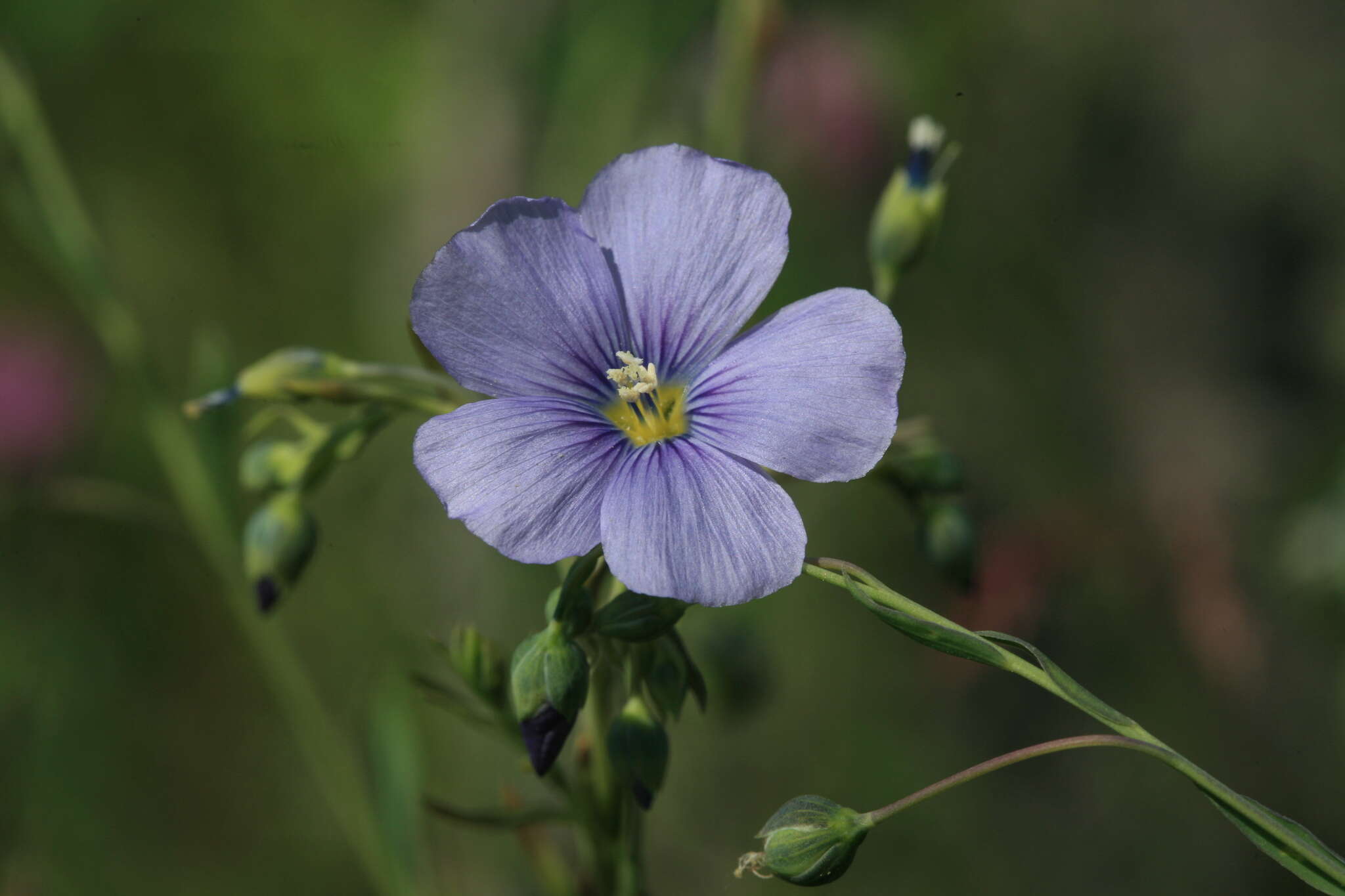 Linum amurense Alef. resmi