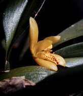 Imagem de Maxillaria rufescens Lindl.