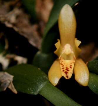 Image of Maxillaria rufescens Lindl.