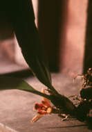 Image of Maxillaria desvauxiana Rchb. fil.