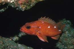 Image of Starry rockfish