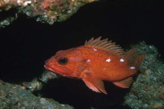 Image of Starry rockfish