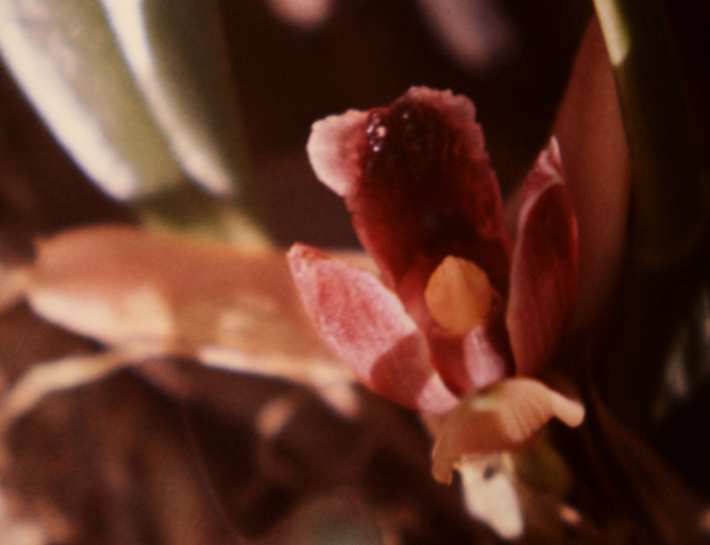 Image of Maxillaria desvauxiana Rchb. fil.