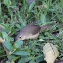 Image of Troglodytes aedon striatulus (Lafresnaye 1845)