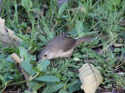 Слика од Troglodytes aedon striatulus (Lafresnaye 1845)