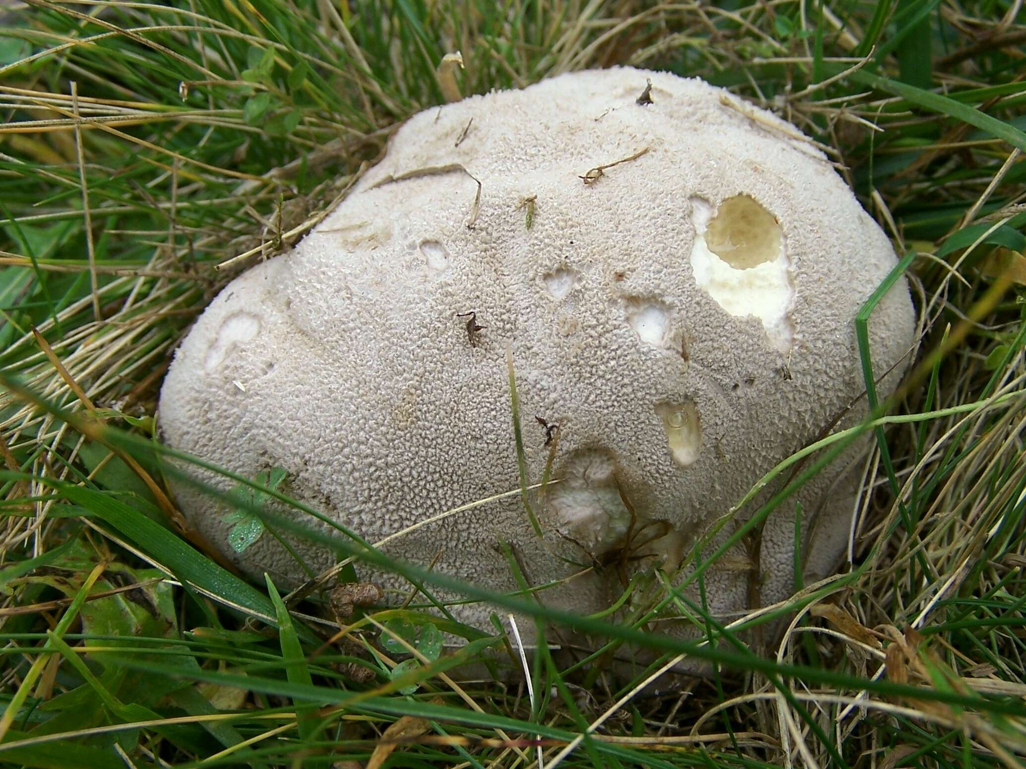 Imagem de Lycoperdon pratense Pers. 1794