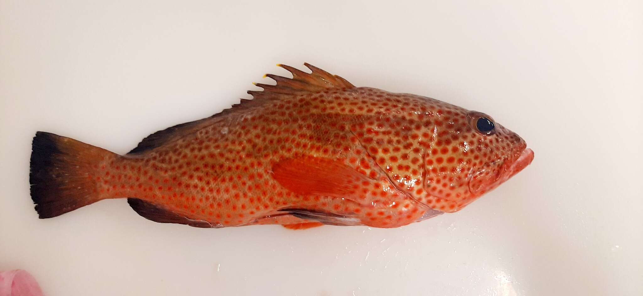 Слика од Epinephelus guttatus (Linnaeus 1758)